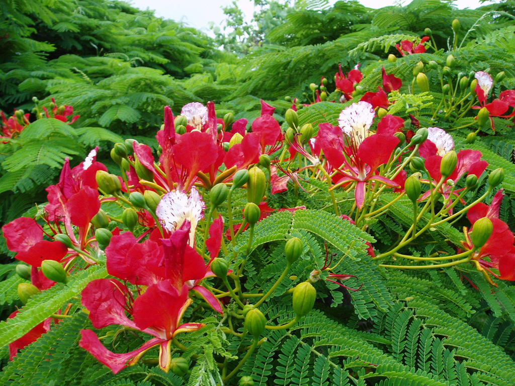 Poinciana Cottages Burnt Pine Εξωτερικό φωτογραφία